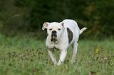 BOULEDOGUE AMERICAIN 354
